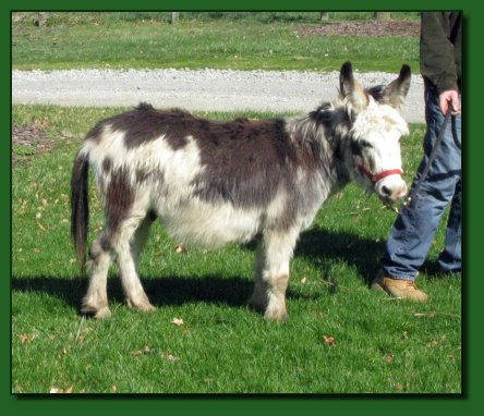 Elm's Farm