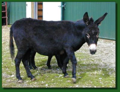 Click photo of miniature donkey to enlarge image