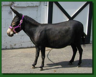 Click photo of miniature donkey to enlarge image