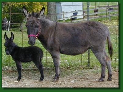 Click photo of miniature donkey to enlarge image