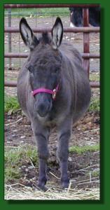 Click photo of miniature donkey to enlarge image