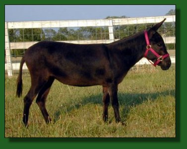 J&L Mini Stables Dark Angel