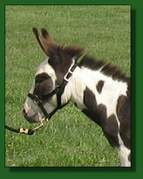 PWF Geronimo