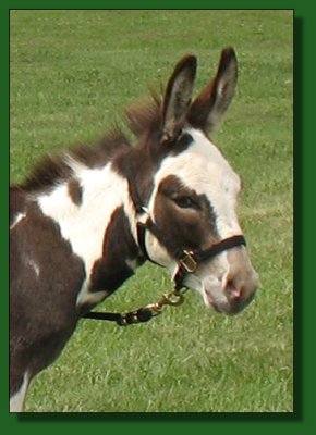PWF Geronimo