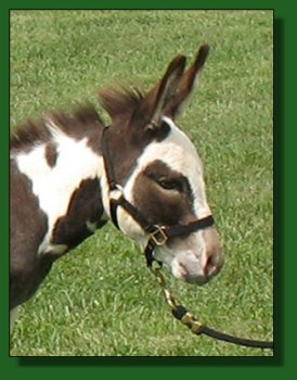 PWF Geronimo