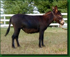 Miniature donkey brood jennet, LUA Maxx's Sweet Caroline