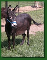 LUA's Max's Black Beauty