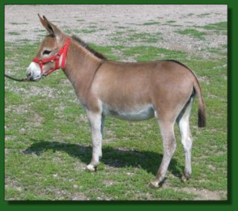 Heiken's Ark Dottie MR ~ Lot #57