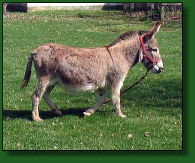 Miniature donkey brood jennet, Merry-Go-Rounds Ellie Mae