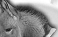 The Great American Miniature Donkey Sale