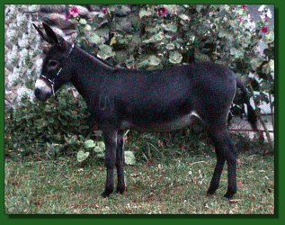 Lot #42 ~ LN Little Meteor