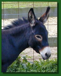 Click photo of miniature donkey to enlarge the  image