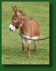My World Santana, dark red (sorrel) miniature donkey herd sire