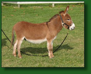 My World Santana, dark red (sorrel) miniature donkey herd sire