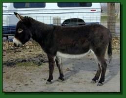 Miniature donkey brood jennet, Sunset Acres Hope (10,887 bytes)