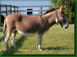 Miniature donkey brood jennet, Merry-Go-Rounds Ellie Mae