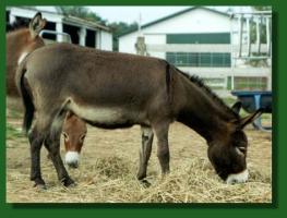 miniature donkey jennet, Merry Go Round's Clementine (11,957 bytes)
